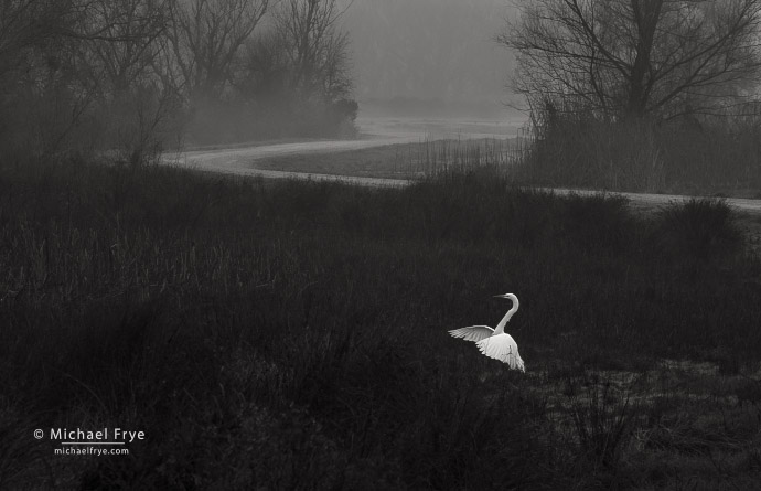 Great egret landing, San Joaquin Valley, CA, USA
