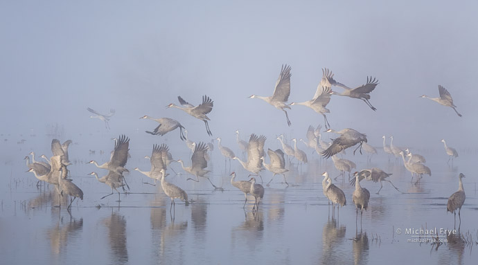 Sandhill cranes taking flight on a foggy morning, San Joaquin Valley, CA, USA
