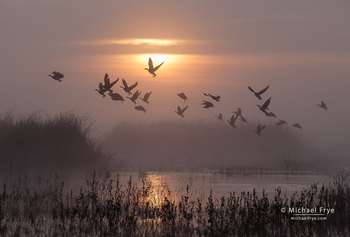 White-fronted geese taking flight, San Joaquin Valley, CA, USA