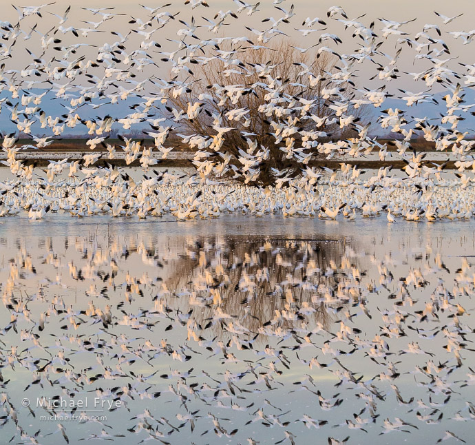 Ross's geese and reflections, San Joaquin Valley, CA, USA