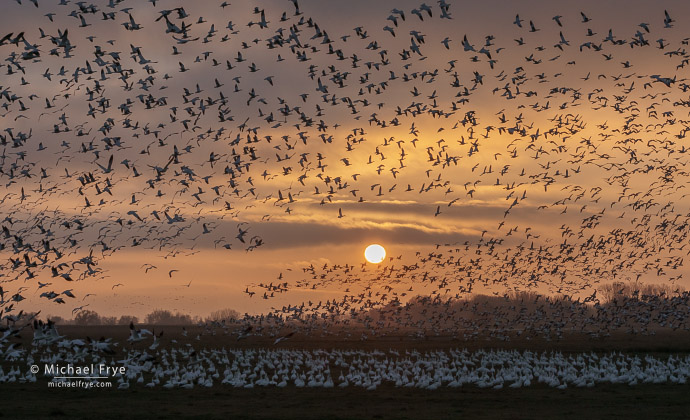 Ross's geese taking flight at sunset, San Joaquin Valley, CA, USA