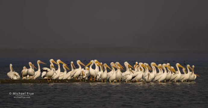 White pelicans, San Joaquin Valley, CA, USA
