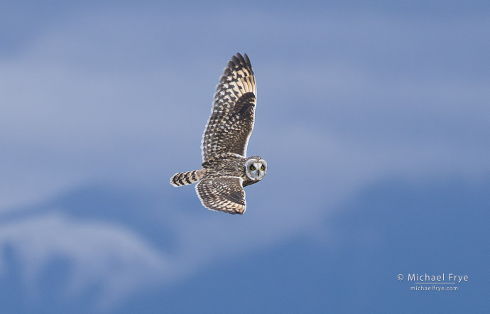 Short-eared owl, Skagit River Delta, WA, USA