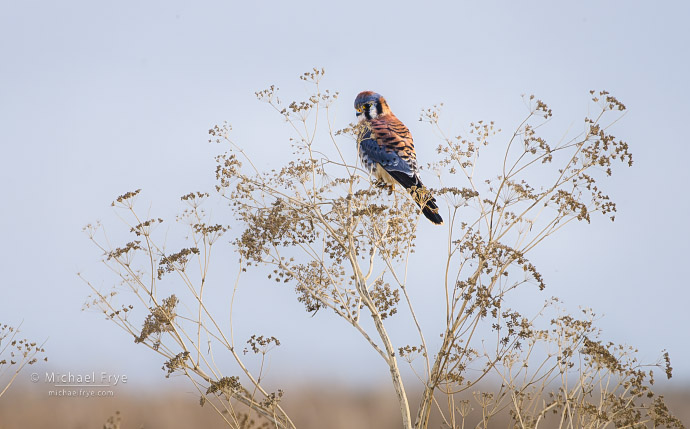 American kestrel, San Joaquin Valley, CA, USA