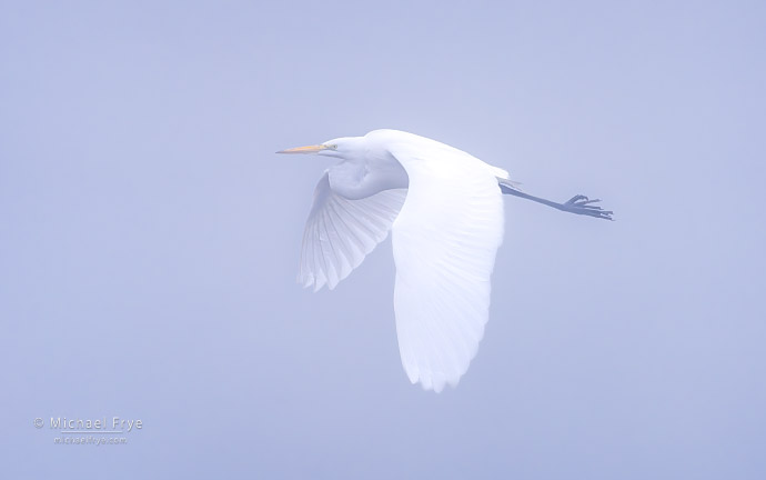 Great egret in fog, San Joaquin Valley, CA, USA
