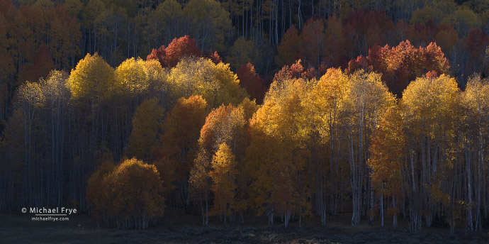 Backlit aspens, Utah, USA