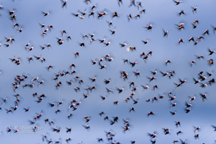 Tri-colored blackbirds, San Joaquin Valley, CA, USA