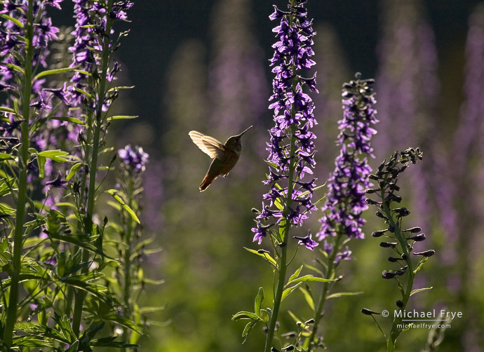 Hummingbird and larkspur, Yosemite NP, CA, USA