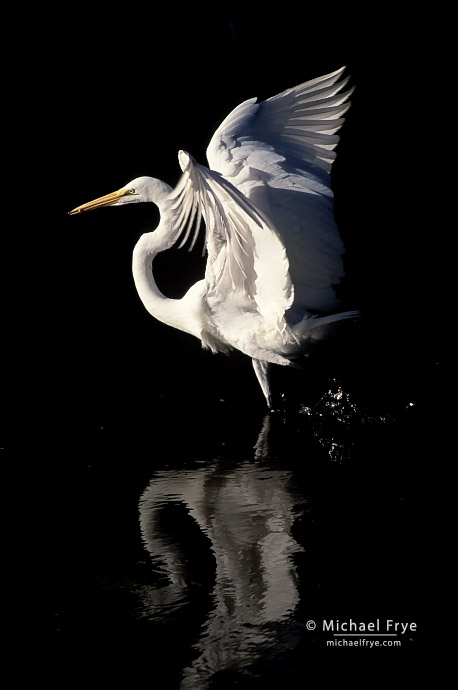 Great egret, Ding Darling NWR, FL, USA