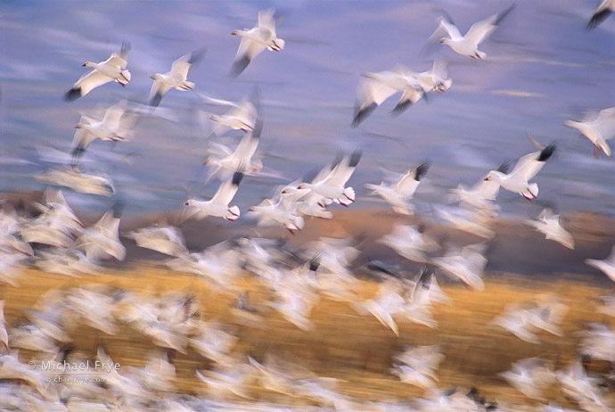 Snow geese taking flight, Bosque del Apache NWR, NM, USA