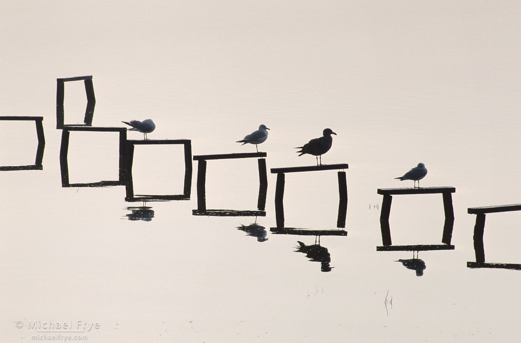 Out of Merritt Island Bird Photography Conference