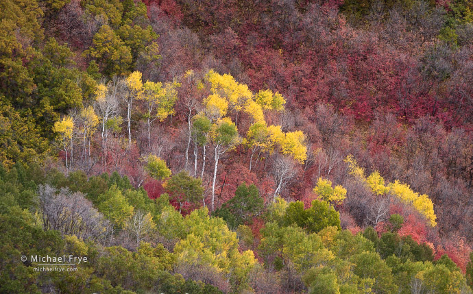26. Aspens and Maples, Wasatch Mountains, UT, USA