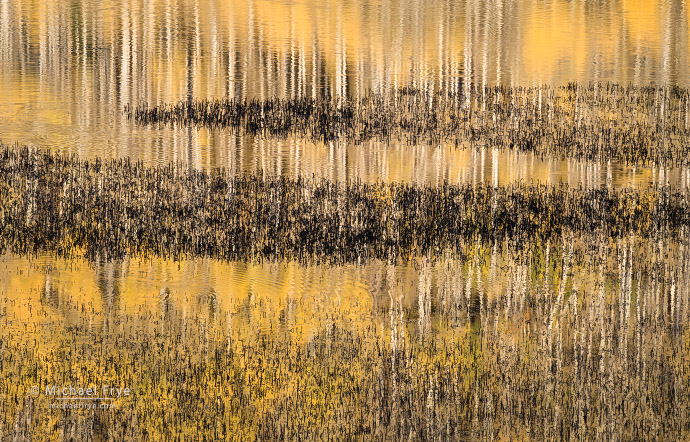 28. Aspens reflected in a marsh, Utah, USA