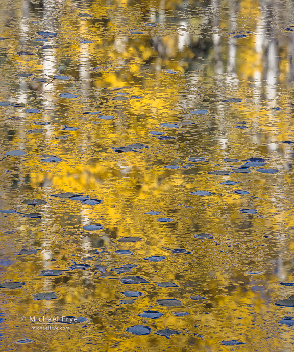 32. Leaves, ice, and reflections of aspen trunks, Colorado, USA