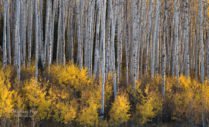 33. Late-day light on an aspen grove, Colorado, USA