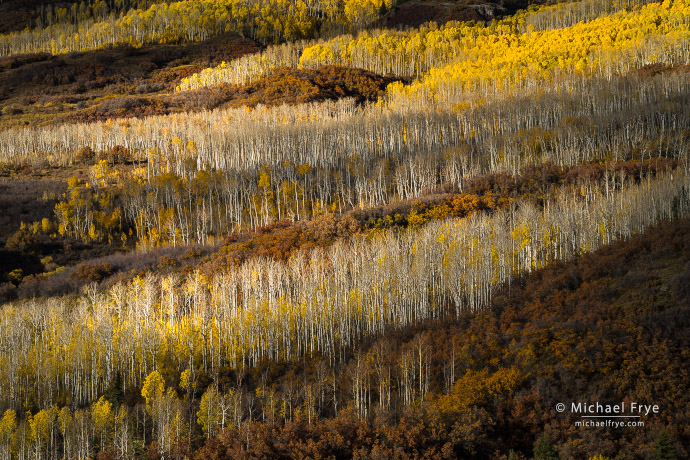 34. Layered aspens, Colorado, USA