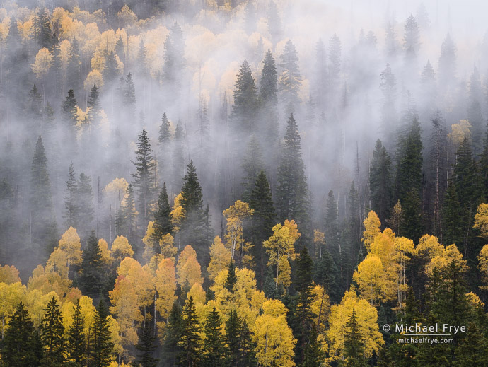 36. Aspens and spruces in fog, Colorado, USA