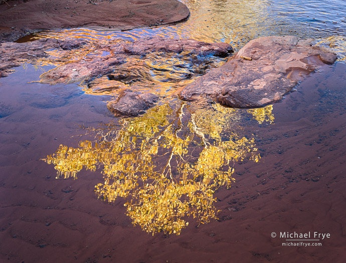 42. Cottonwood tree reflected in a creek, UT, USA
