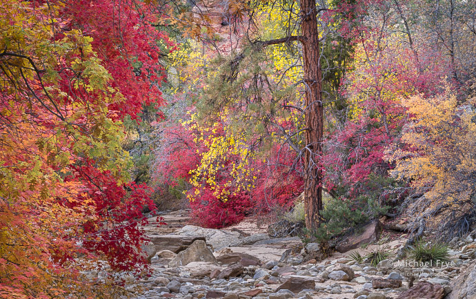 45. Autumn color in a desert wash, Utah, USA