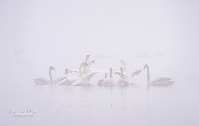 Tundra swans squabbliing, Sacramento Valley, CA, USA