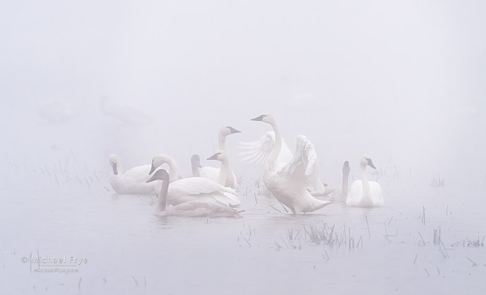 Tundra swans in fog, Sacramento Valley, CA, USA