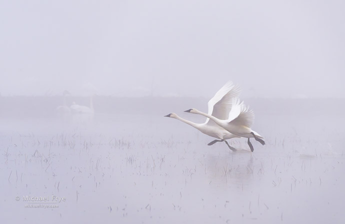 Tundra swans taking flight, Sacramento Valley, CA, USA