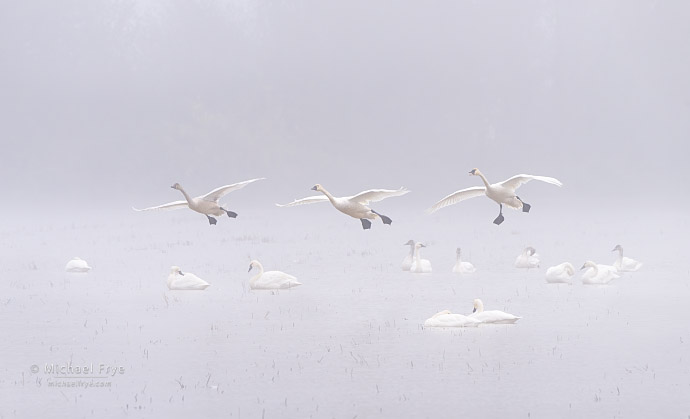 49. Landing gear down - tundra swans landing in fog, Sacramento Valley, CA, USA