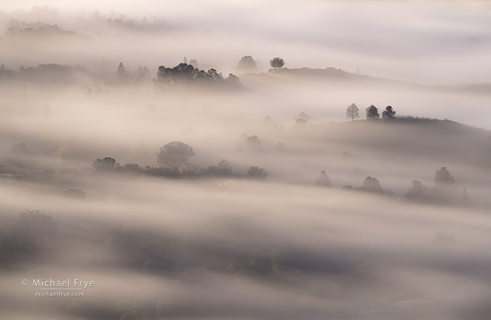 Trees and fog, Sierra Nevada foothills, CA, USA