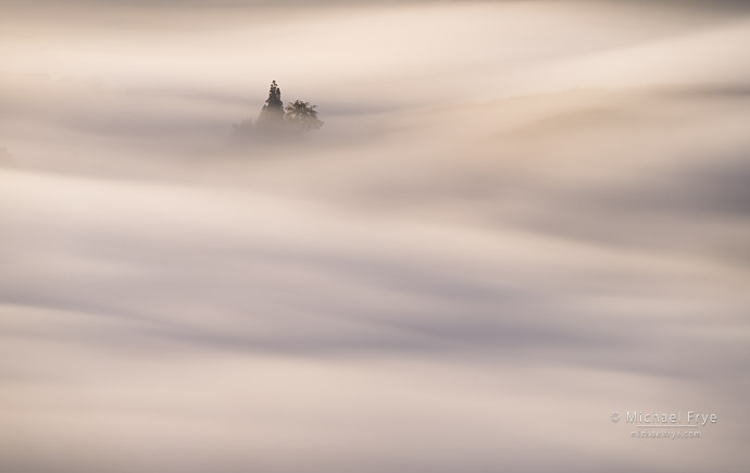 Trees poking out of a fog layer, Sierra Nevada foothills, CA, USA