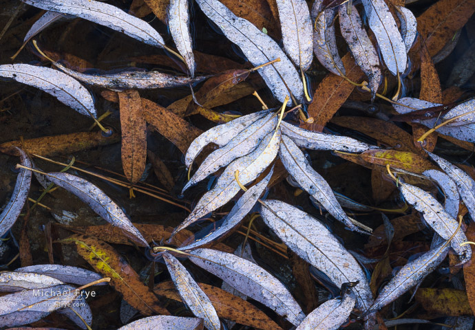 51. Willow leaves, Yosemite NP, CA, USA
