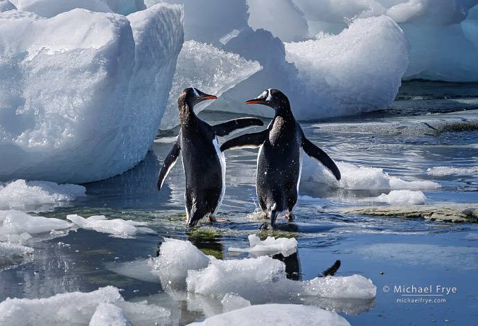 4. Gentoo penguins and small icebergs, Antarctica
