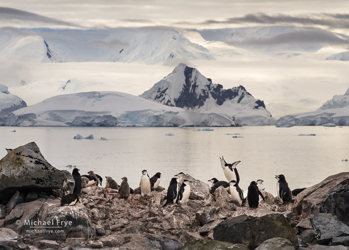 7. Mountains, glaciers, and chinstrap penguins, Antarctica