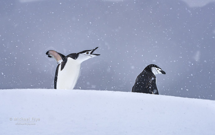 1. Chinstrap penguin calling, Antarctica