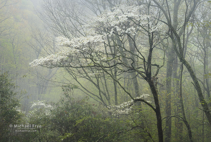 16. Dogwood in fog, Blue Ridge Parkway, NC, USA