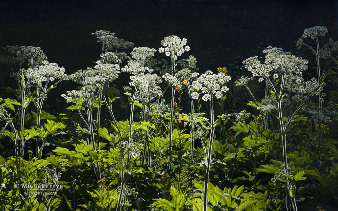 20. Cow parsnips and Sierra lilies, Yosemite NP, CA, USA
