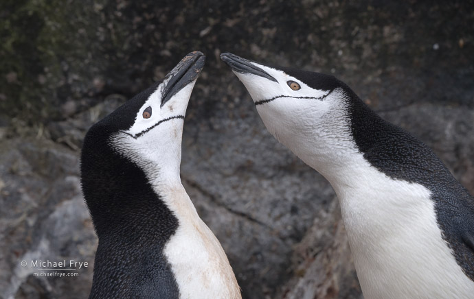 Chinstrap penguin courtship display, Antarctica