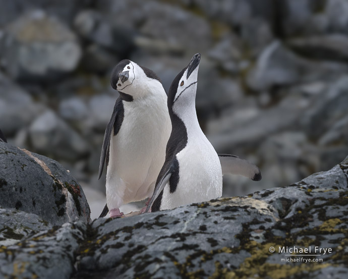 Chinstrap penguins, Antarctica