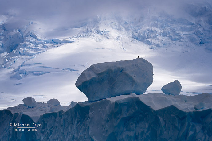 Ice boulders and kelp gull, Antarctica