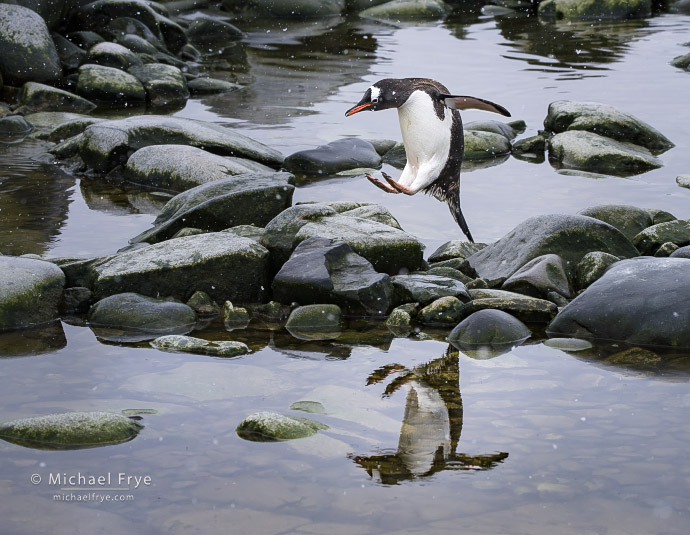 Gentoo penguin leaping across rocks, Antarctica