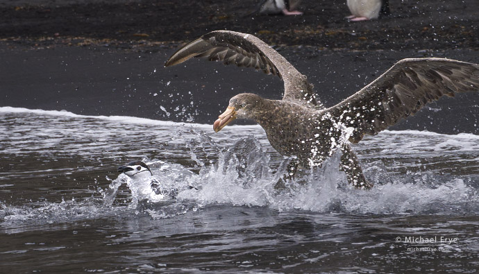 Southern giant petrel chasing a chinstrap penguin, Antarctica