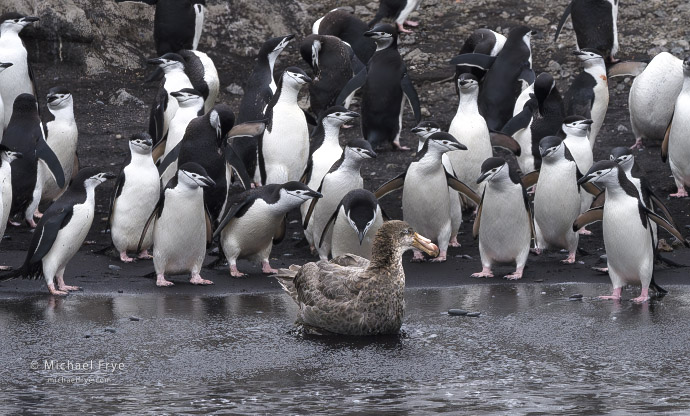 Chinstrap penguins mobbing a southern giant petrel, Antarctica
