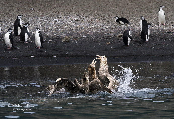 Southern giant petrels fighting over a penguin carcass, Antarctica