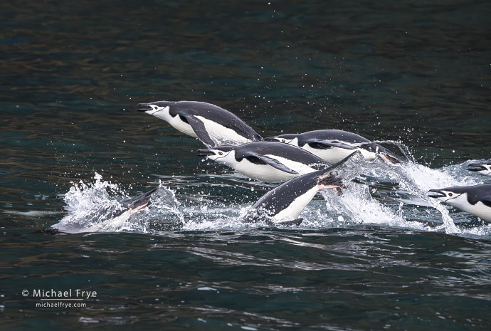 Porpoising chinstrap penguins, Antarctica
