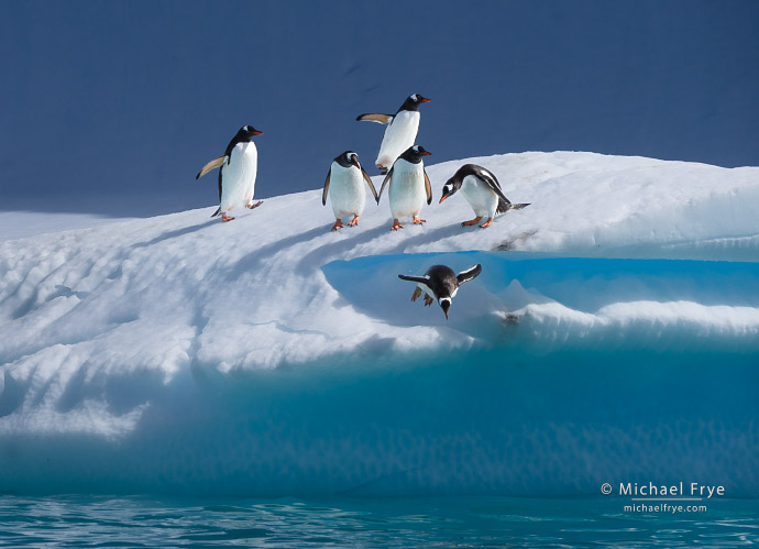 Gentoo penguins diving off an iceberg, Antarctica