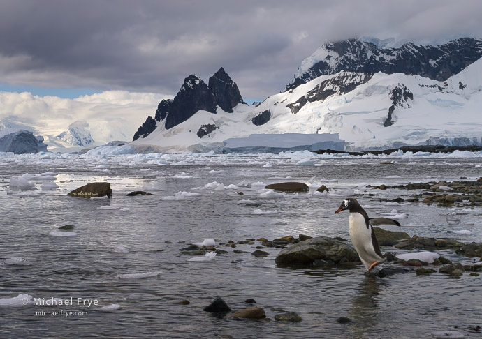 Gentoo penguin with mountains and glaciers, Antarctica