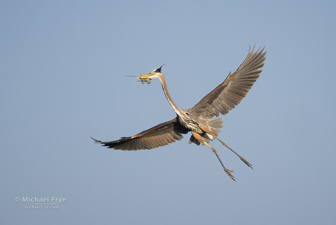 Great blue heron with nesting material, Florida, USA