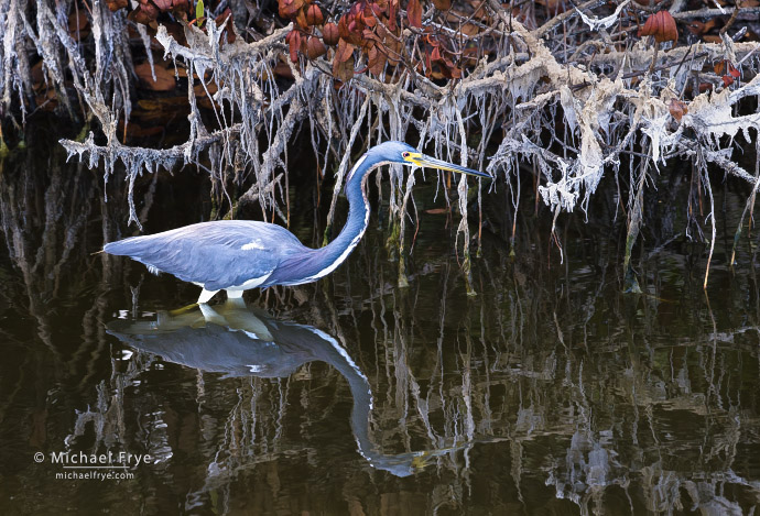Tri-colored heron and black mangroves, Florida, USA