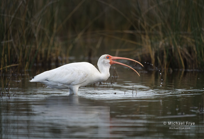 White ibis foraging in a saltwater marsh, Florida, USA