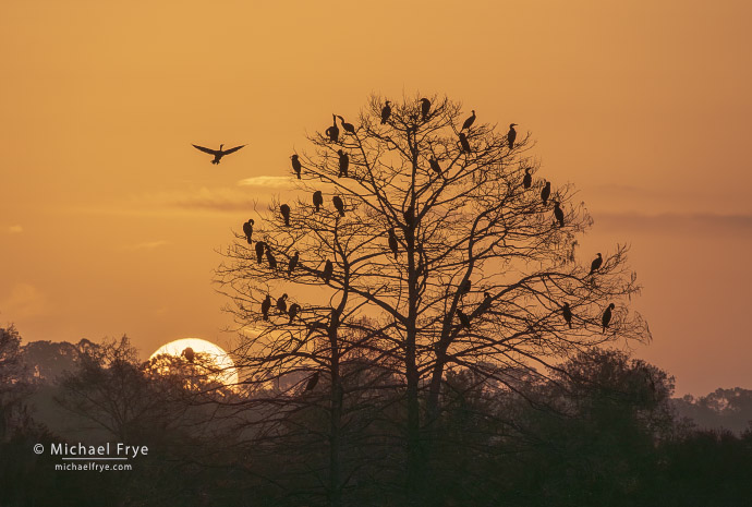 Double-crested cormorants roosting in a tree at sunrise, Florida, USA