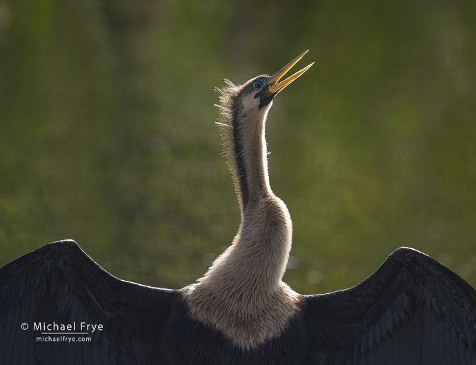 Anhinga, Florida, USA